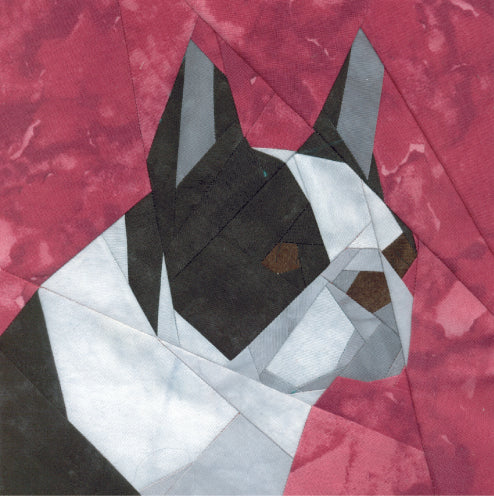 Boston Terrier Portrait