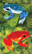 Poison Dart Frogs