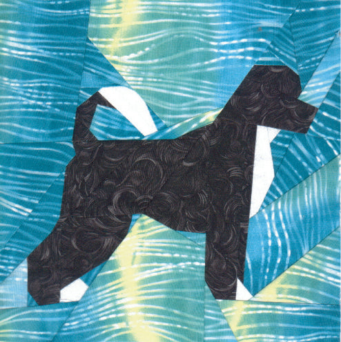 Portuguese Water Dog