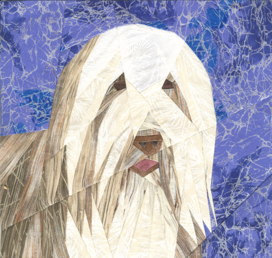 Bearded Collie Portrait
