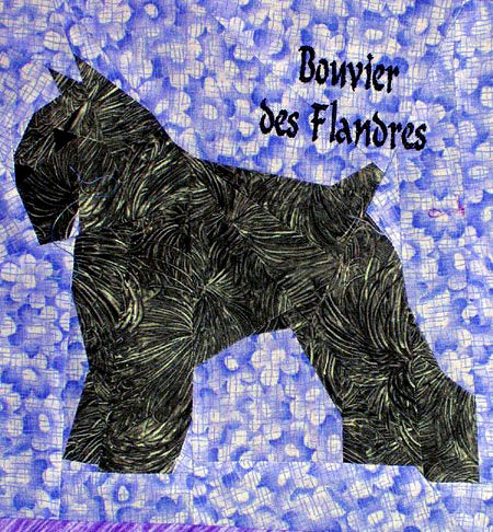 Bouvier des Flandres