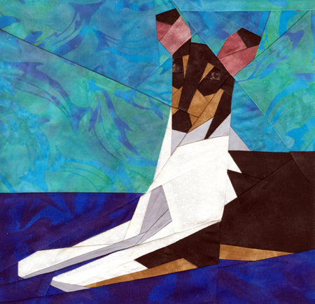 Collie Smooth Portrait