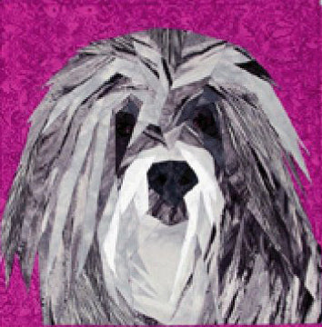 Havanese Portrait