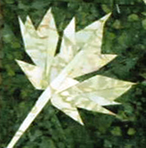 Leaves