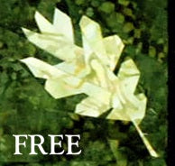 Beginners Starter Kit