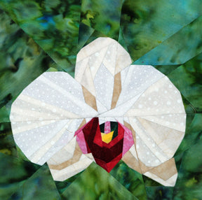 Phaleanopsis Orchid
