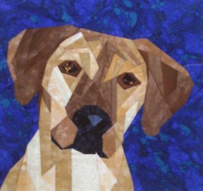 Rhodesian Ridgeback Portrait