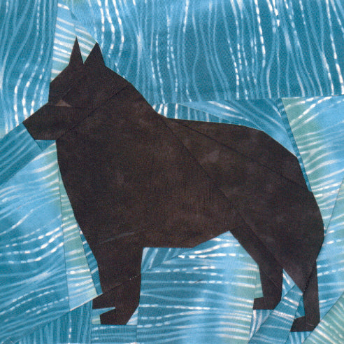 Schipperke