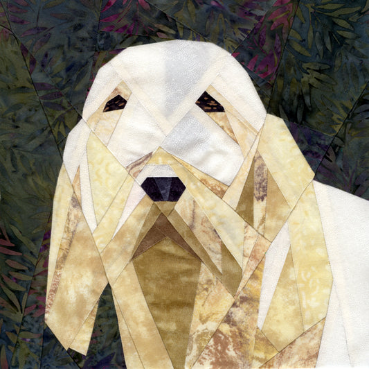 Spinone Italiano Portrait